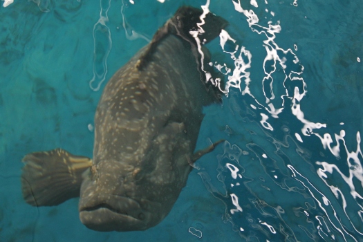 Borneo Marine Research Institute Aquarium, 4 February 2015